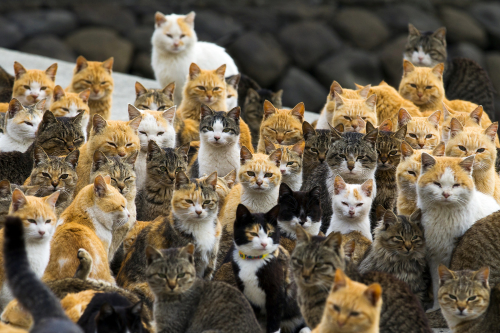 cats%20of%20Aoshima%20Reuters.JPG