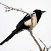 Magpie